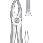 Upper Incisors and cuspids