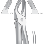Upper molars, right