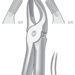 Upper molars, left