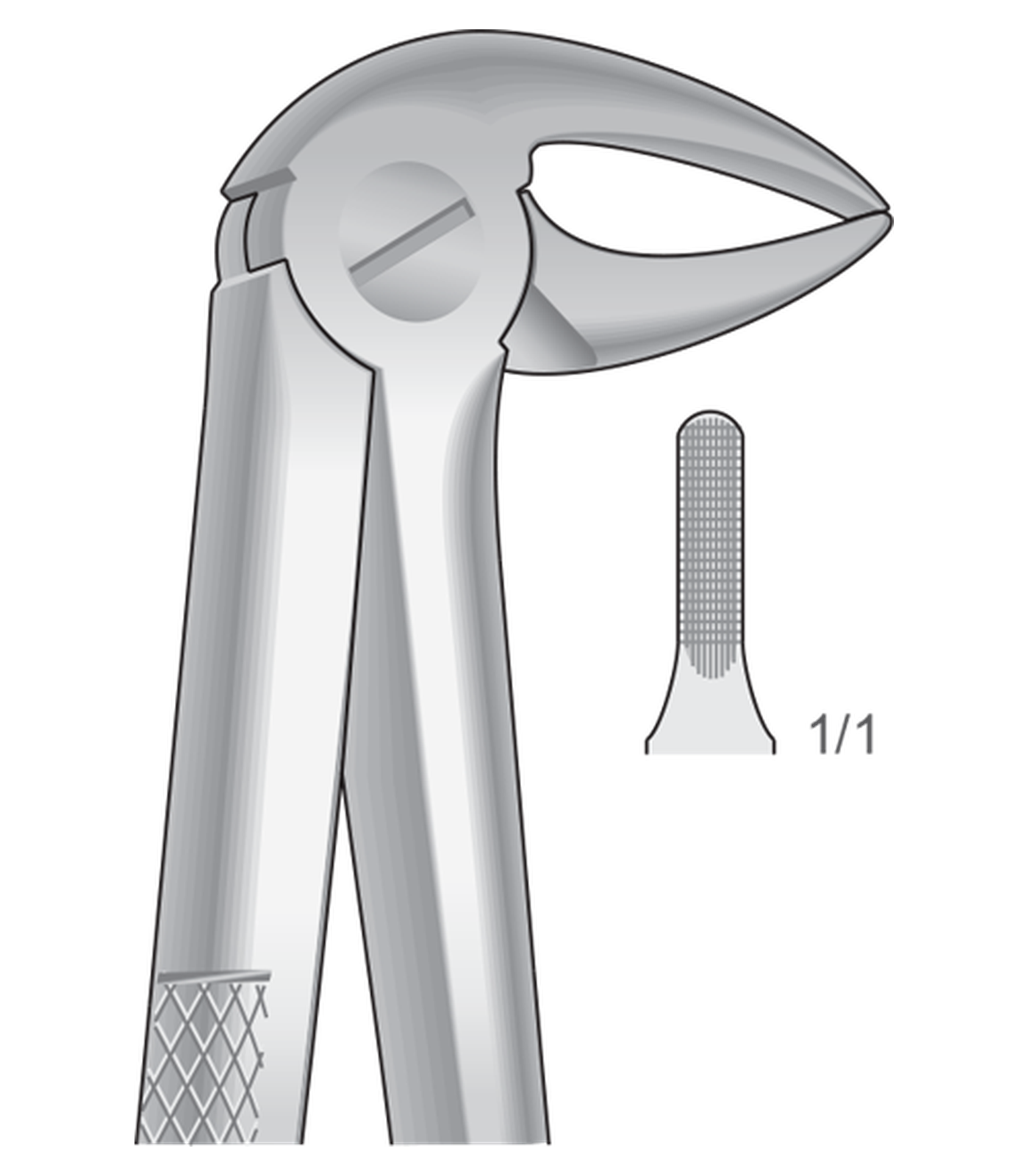 img-1316.png Lower roots, Slender jaw - Image 1