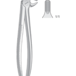 Lower cuspids and premolars