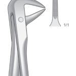 Lower roots, Incisors and bicuspids