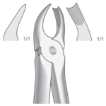Upper molars, right