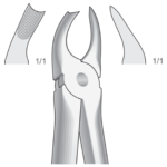 Upper molars, left