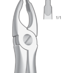 Upper incisors and cuspids
