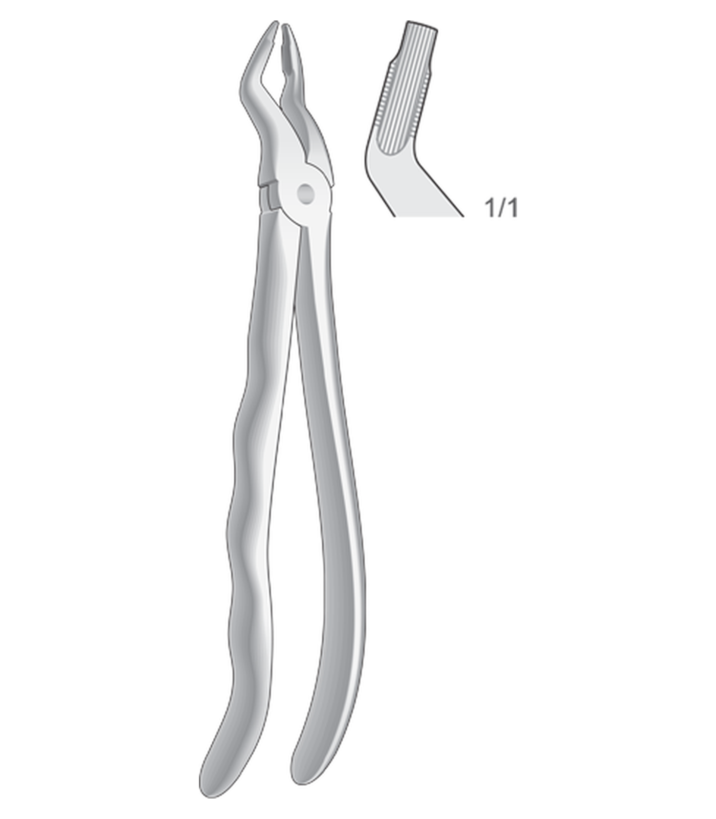 img-1342.png Upper premolars - Image 1