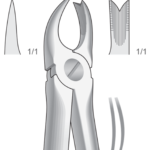 Upper molars, right
