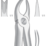 Upper molars, left