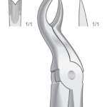 Upper molars, left