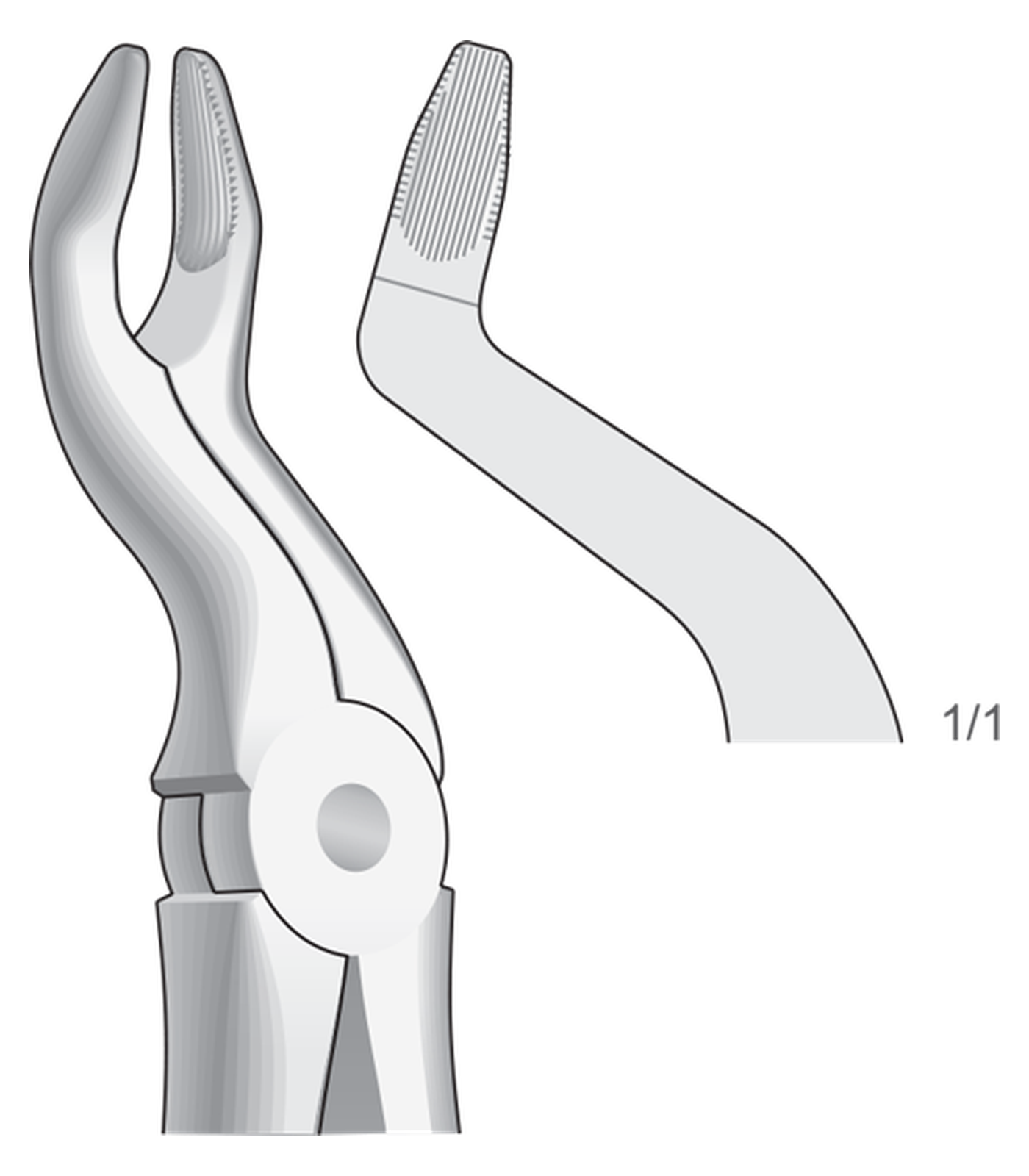 img-1346.png Upper molars - Image 1