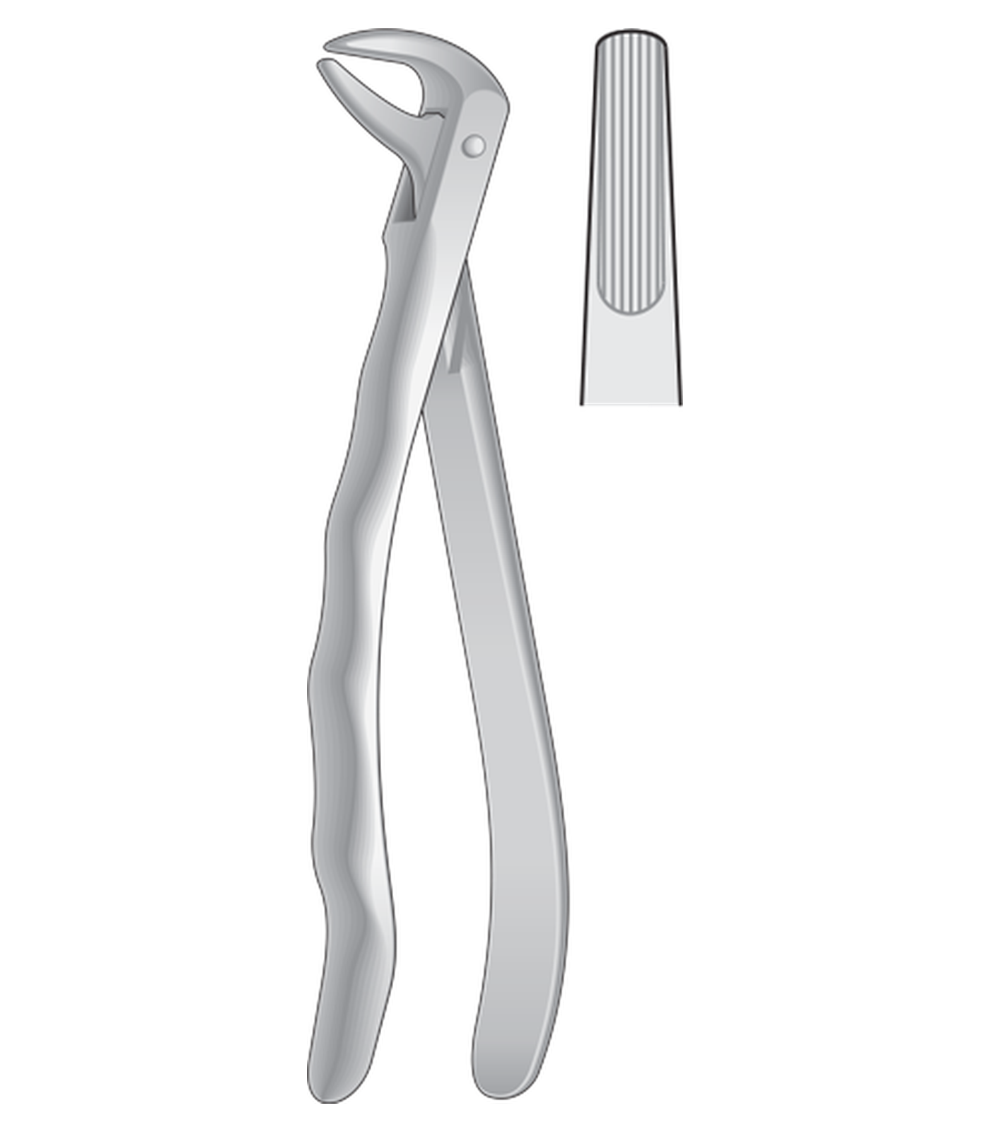 img-1356.png Lower roots, incisors and cuspids - Image 1